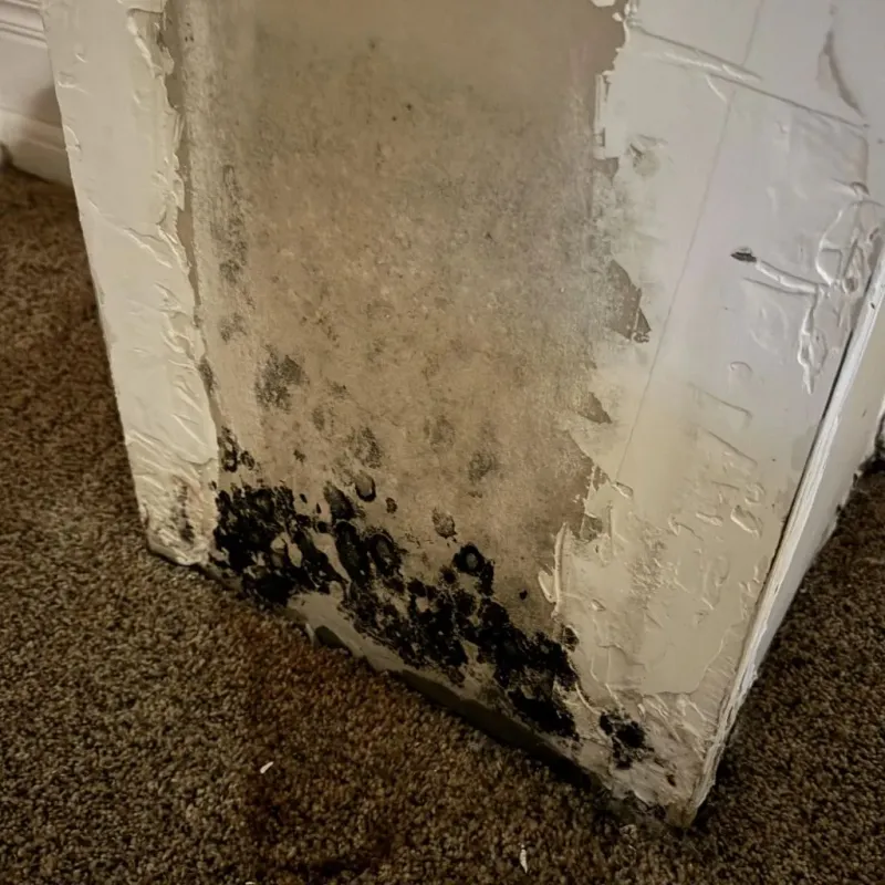 Professional Mold Removal in Dublin, GA